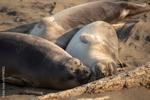 Young elephant seals recline on the beach along California's central coast