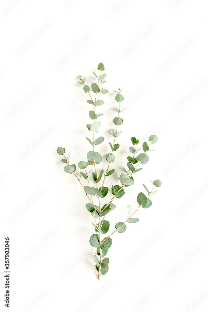 green branch eucalyptus on white background. flat lay, top view green branch eucalyptus on white background. flat lay, top view