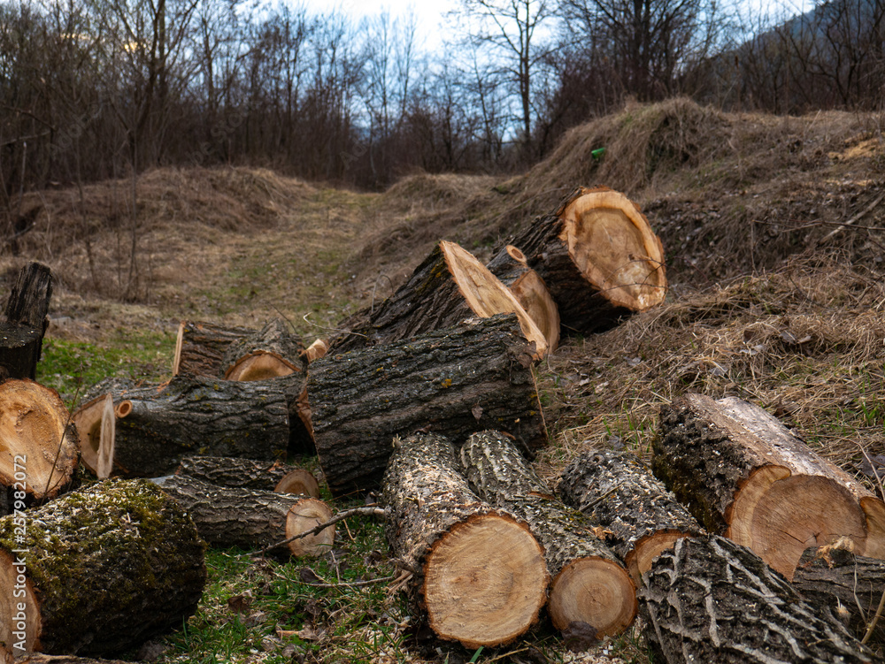 Pile of wood logs on the edge of the forest Pile of wood logs on the edge of the forest