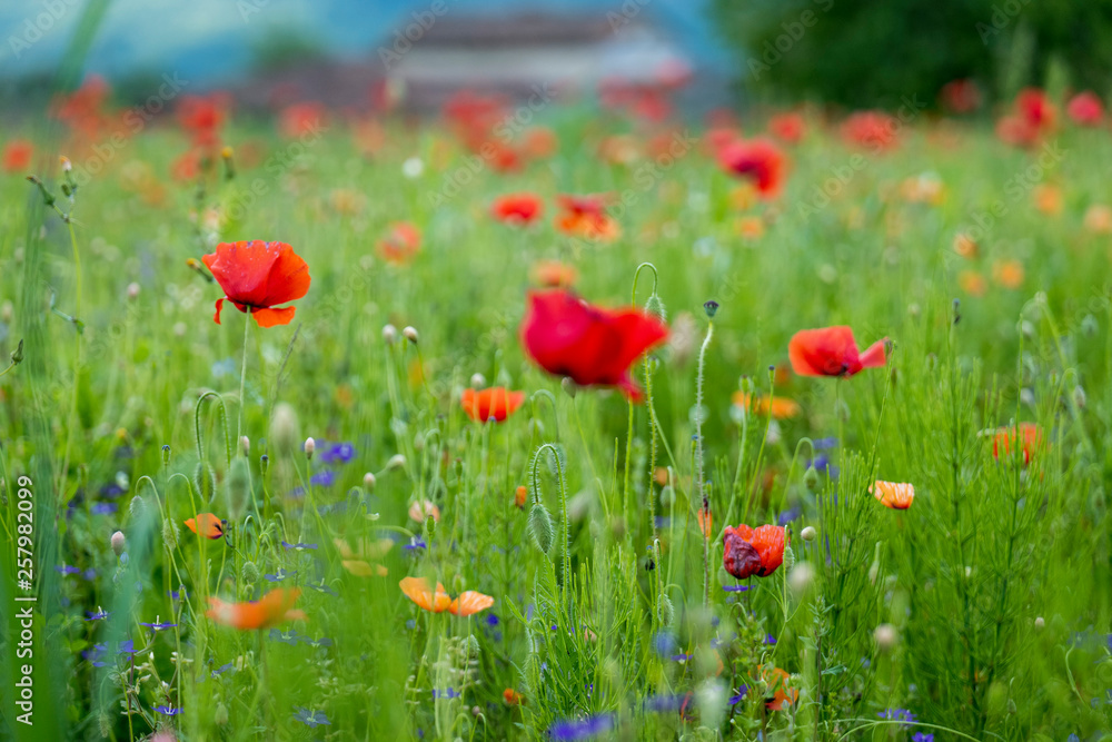 Obraz premium Poppy fields, Castelvecchio Pascoli, Barga, Italy