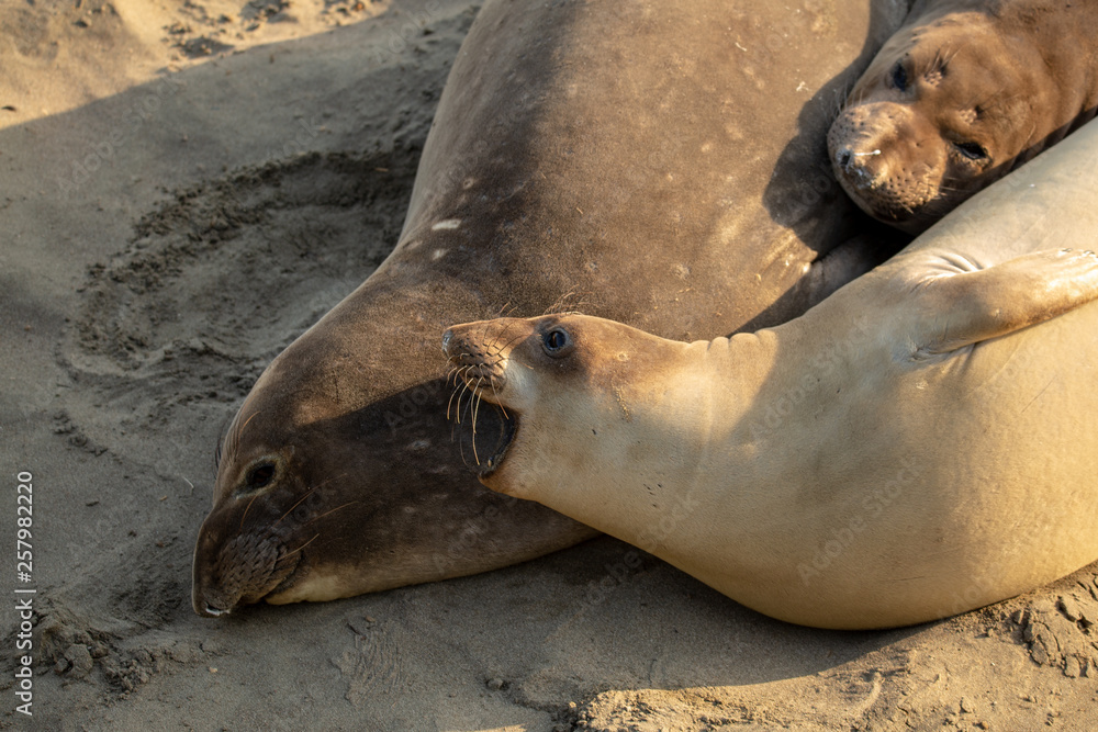 Obraz premium Young elephant seals recline on the beach along California's central coast