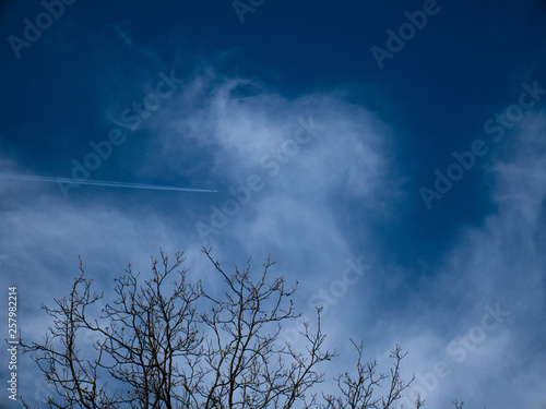 Plane with trails flying hign in sky with pine tree in foreground