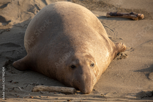 Adult male elephant seal on the beach along California's central coast