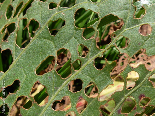 green leaf background