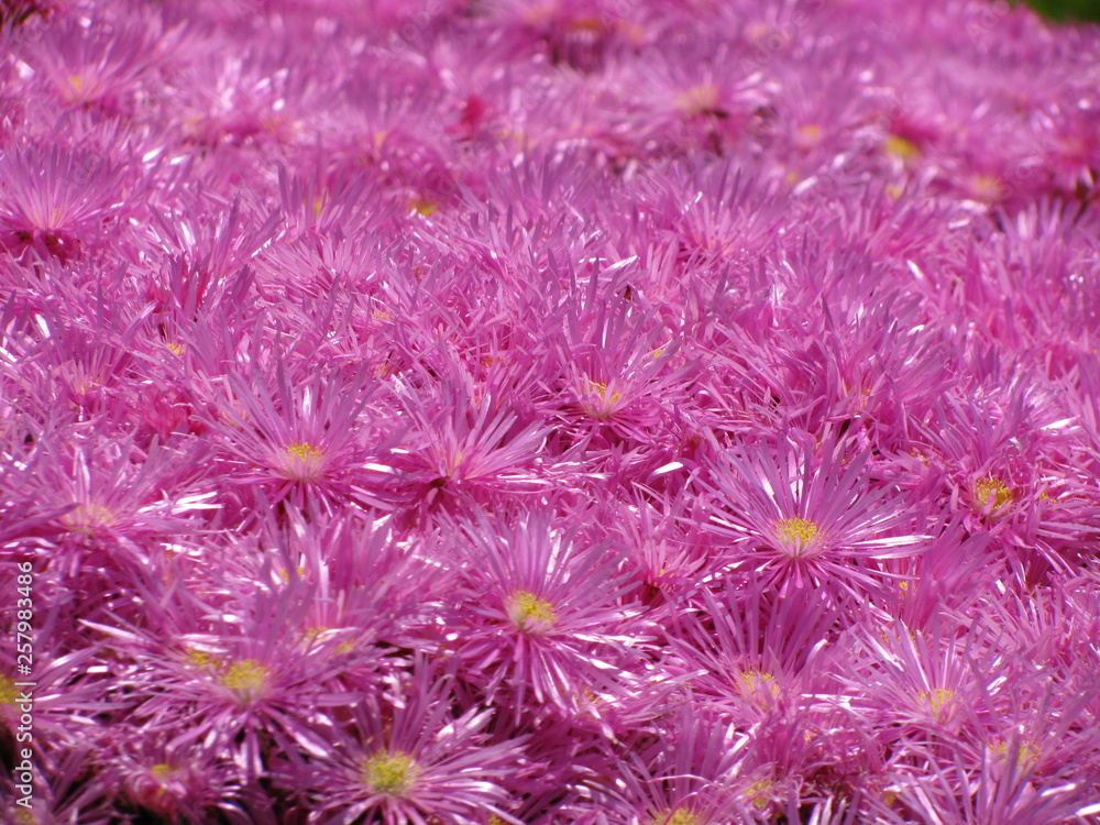 Pink iceplant Pink iceplant