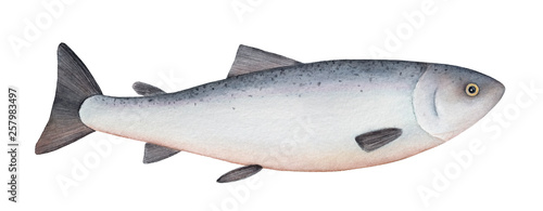 Atlantic salmon watercolor illustration. One single fish. Symbol of abundance, prosperity, good health, nature, moving. Handdrawn watercolour on white background, cut out clip art element for design. photo