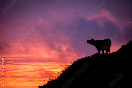 Küh muh Abendrot
