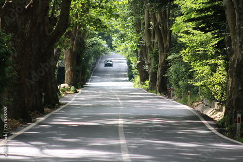 Road through the forest