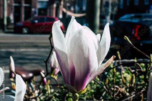 Closeup of flowers from a tree in the streets of Voorburg in Netherlands photo