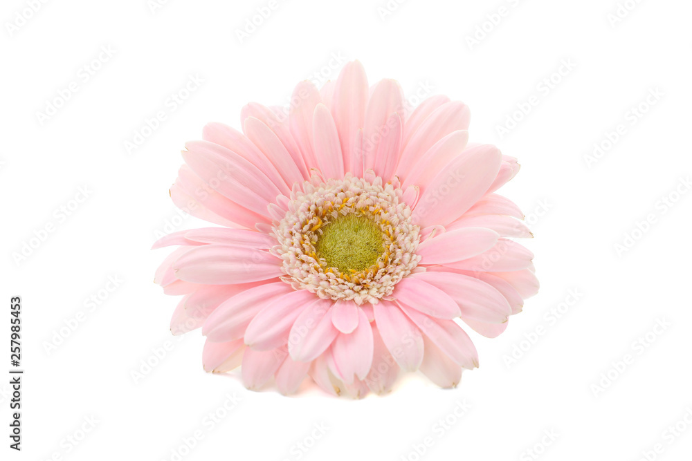Beautiful gerbera flower isolated on white background Beautiful gerbera flower isolated on white background