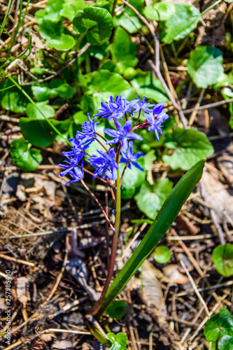 Blue scilla flowers in the forest on spring