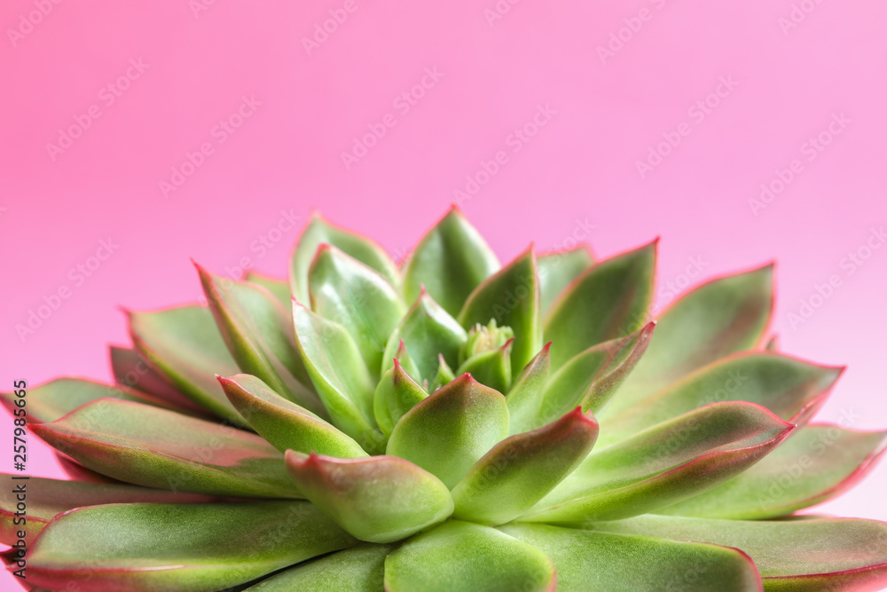 Beautiful succulent plant on color background, closeup
