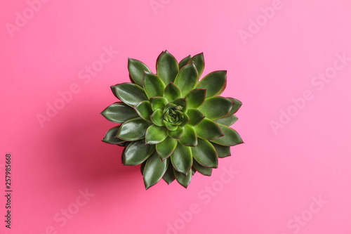 Beautiful succulent plant on color background, top view. Space for text
