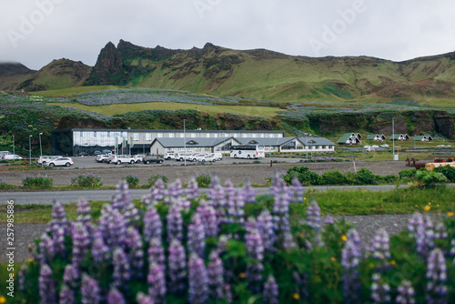 Houses on the background of purple flowers. Houses in Iceland on the background of nature.