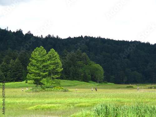 Oze swamp, japan photo