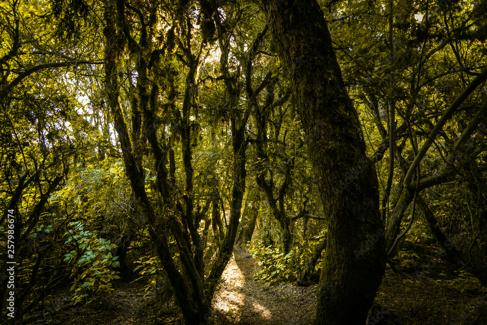 Scenic landscape photo of wonderland magic forest with green trees Scenic landscape photo of wonderland magic forest with green trees