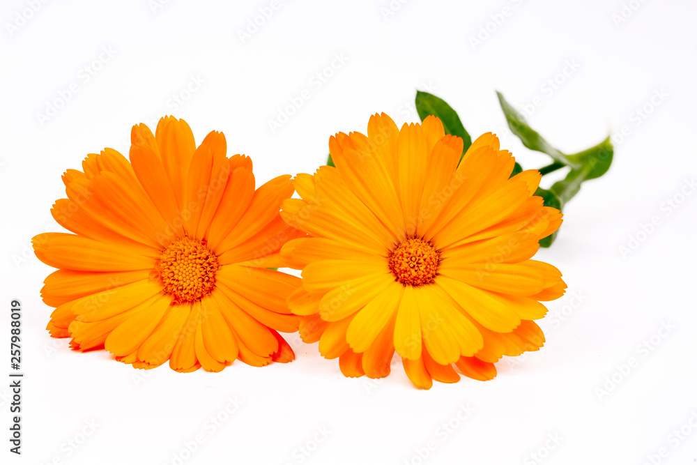 Calendula officinalis. Marigold flower with leaf isolated