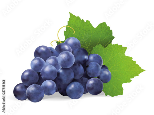 Realistic illustration of a bunch of black grapes with green leaves. Vector illustration