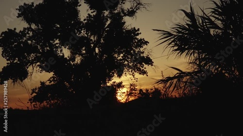 Golden Sunset Sky Tree Silhouette