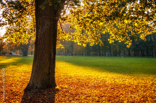 Trees with fallen colored leaves in an autumn park during a sunset.