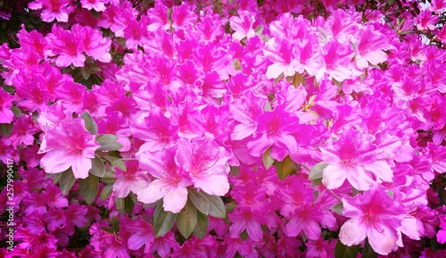 pink flowers background