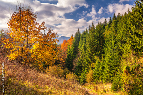 Autumn landscape in The Mala Fatra national park  Slovakia  Europe.