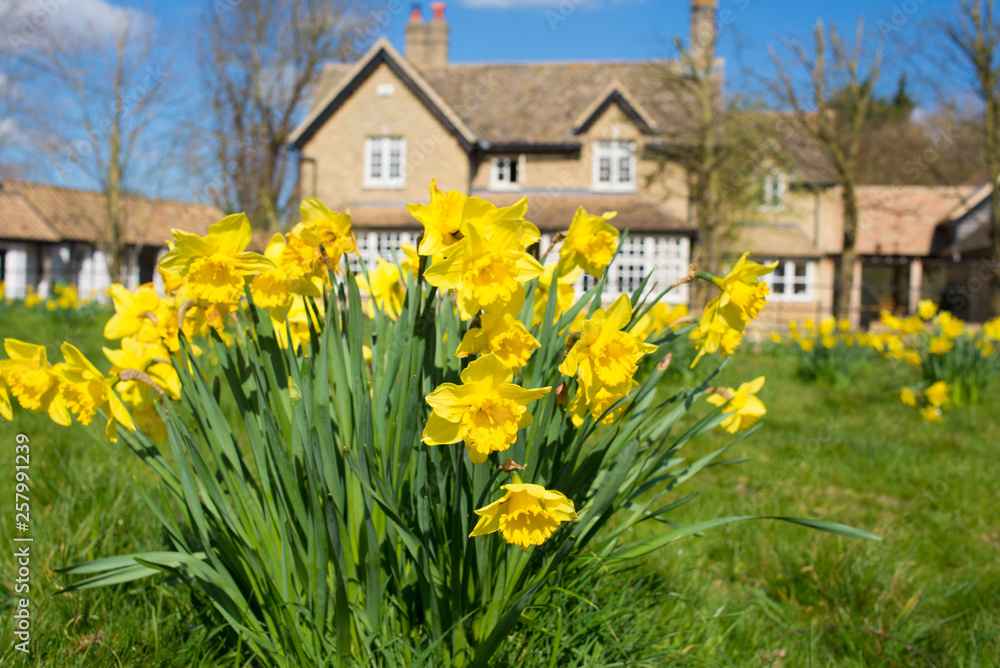 Yellow daffodils narcissus growing on a green grass lawn with big country house British style in the background Yellow daffodils narcissus growing on a green grass lawn with big country house British style in the background
