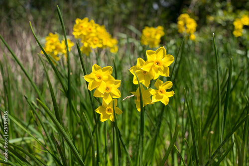 Yellow daffodils narcissus variety Baby Boomer