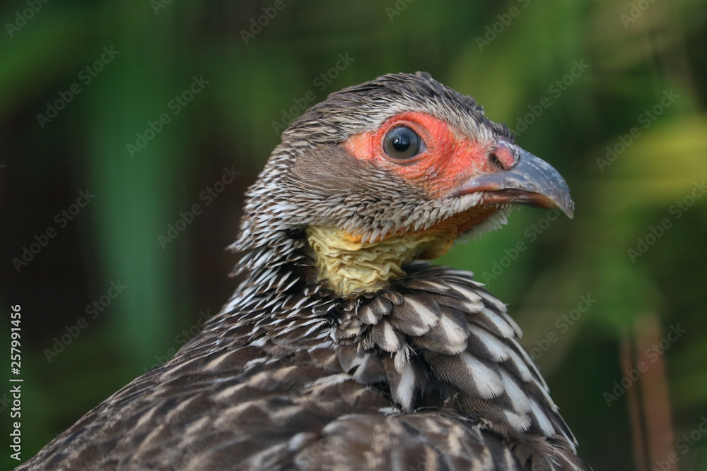 Head of a surprised looking yellow-necked francolin or spurfowl (pternistis leucoscepus) in side view Head of a surprised looking yellow-necked francolin or spurfowl (pternistis leucoscepus) in side view