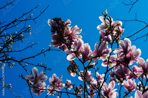 Closeup of flowers from a tree in the streets of Voorburg in Netherlands photo