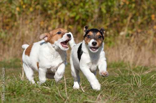 Dog jack russel terrier