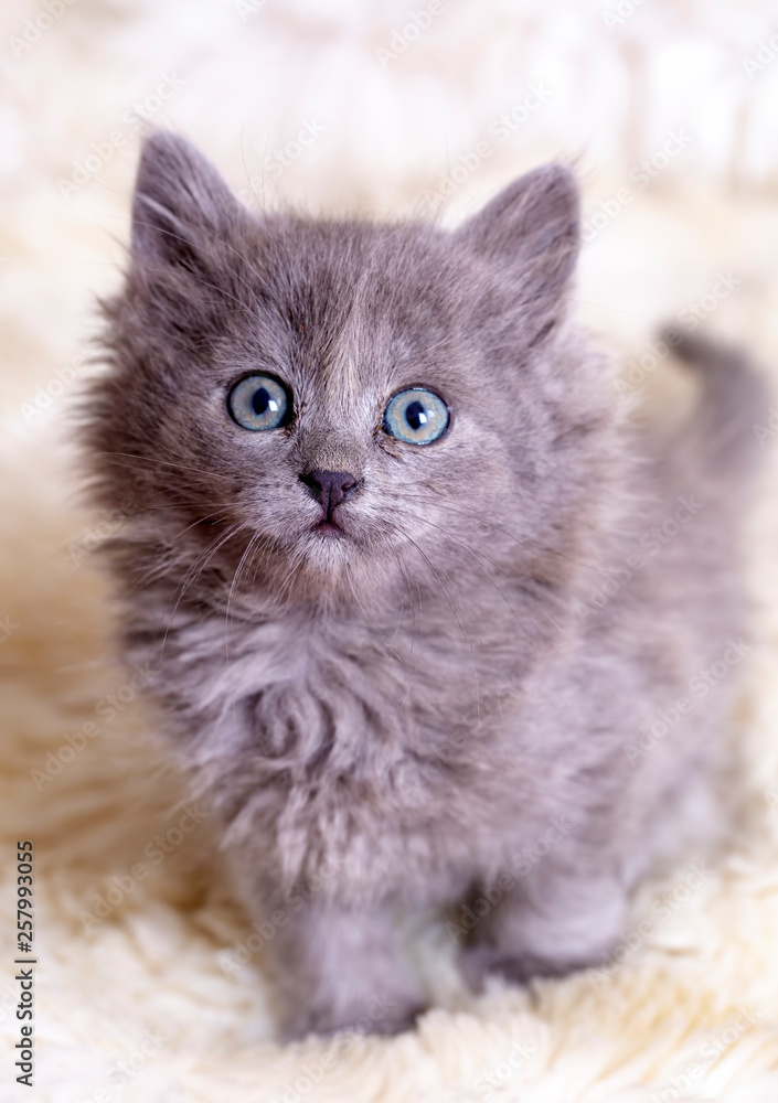 Pet animal; cute kitten gray cat indoor