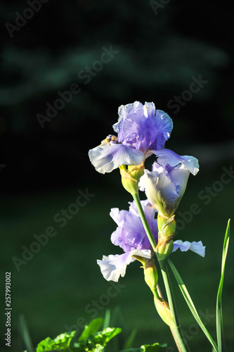 Garden Irises