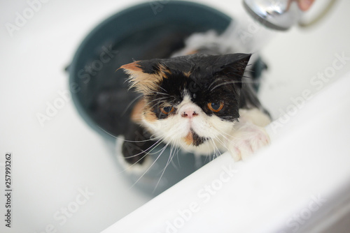 kitten is having shower in the bath tub