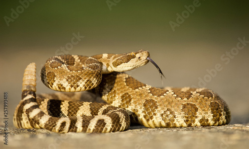 Rattlesnake coiled and poised to strike, displaying forked tongue