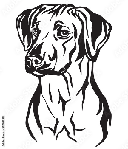 Slika na platnu Decorative portrait of Rhodesian Ridgeback Dog vector illustration