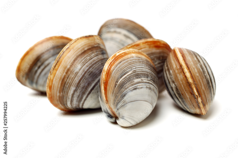 Stacked fresh raw clams on white background Stacked fresh raw clams on white background