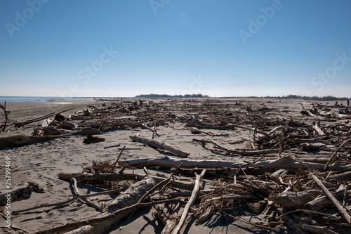 Spiaggia d'inverno con tronchi d'albero