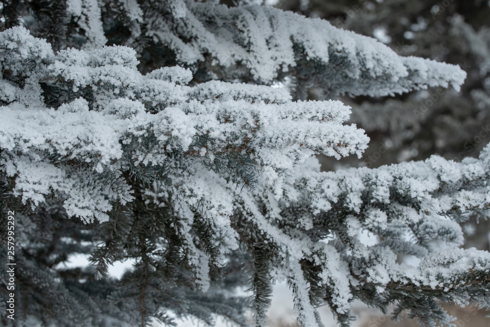 Winter background of snow covered branches Winter background of snow covered branches