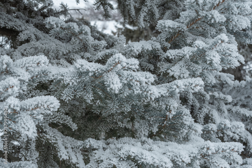 Winter background of snow covered branches Winter background of snow covered branches