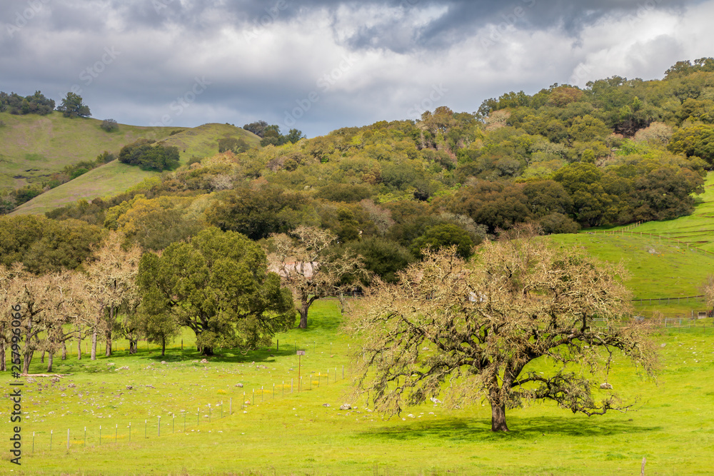 Obraz premium A large oak tree sits in a green field in the lower right corner. Moss and new leaves are showing on the tree. More trees are behind the main tree. They lead up a hill to a stormy sky.
