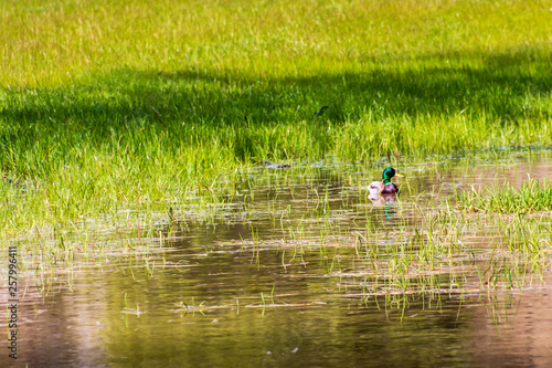 A male mallard duck is sitting in a small pond of water. Green grass is growing into the water. A dark shadow from a tree is behind the pond. Brighter green grass is beyond the dark shadow area. 