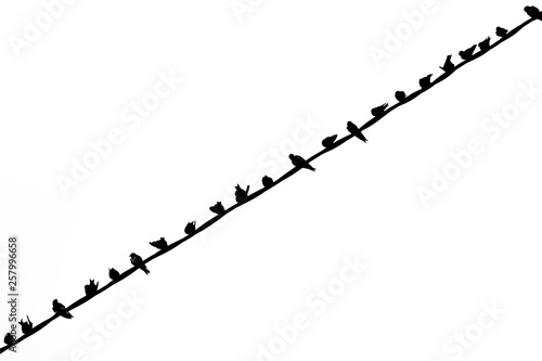 Row of birds