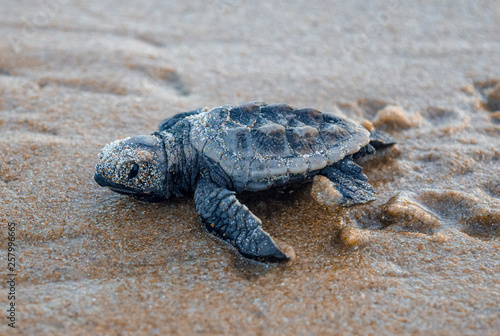 Sea turtle cub on the beach
