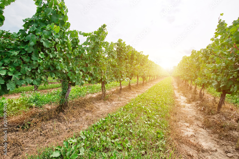 Niagara on the Lake Grape fields that produce famous Ontarian wind and Icewine Niagara on the Lake Grape fields that produce famous Ontarian wind and Icewine