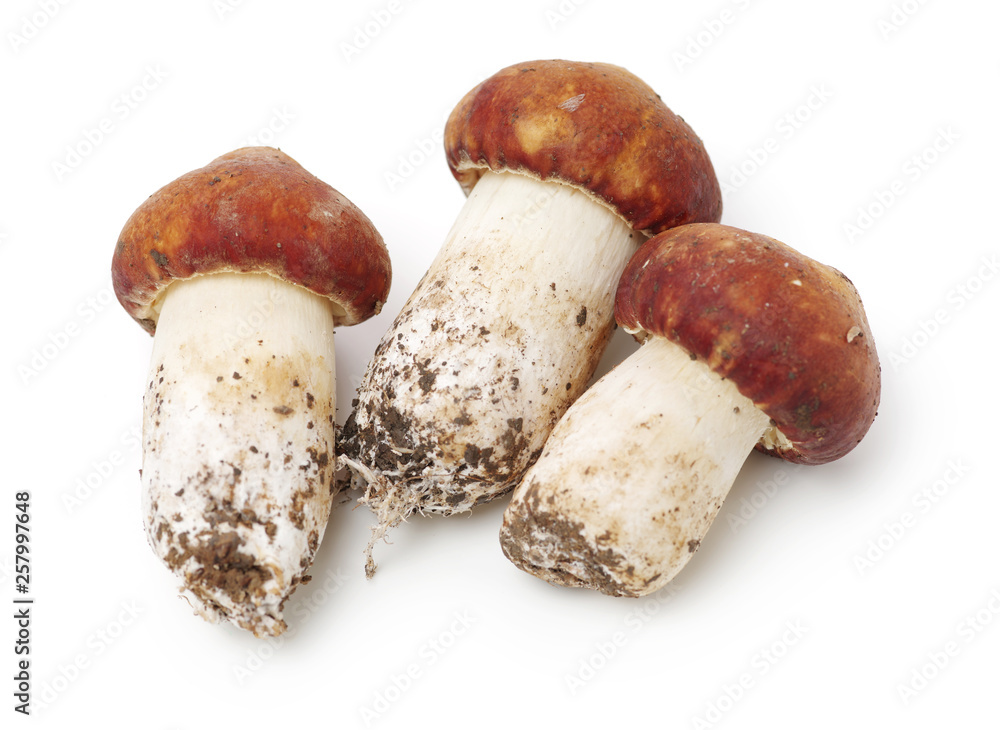 Tricholoma matsutake on white background Tricholoma matsutake on white background