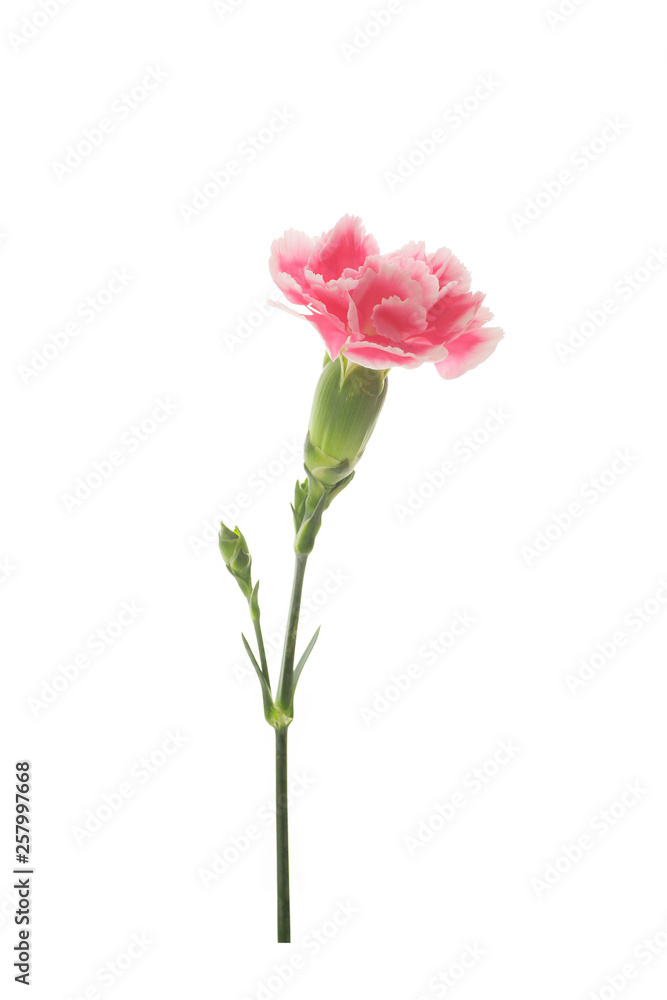 pink carnations on a white background pink carnations on a white background