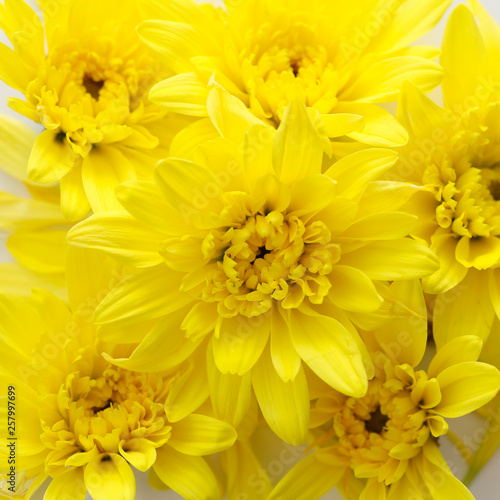 Fototapeta Naklejka Na Ścianę i Meble -  background of yellow chrysanthemum flowers