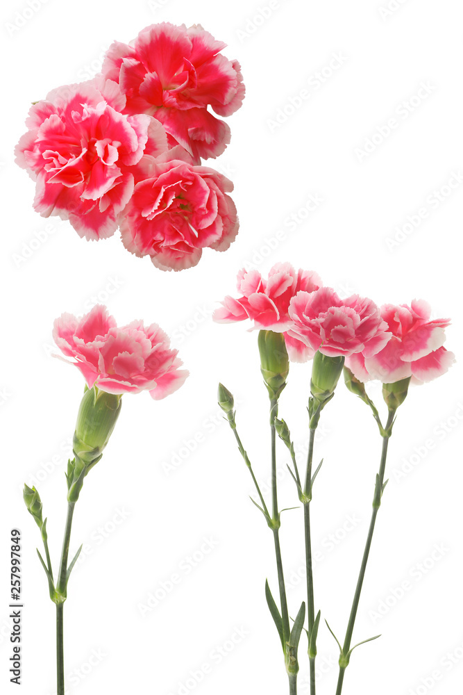 pink carnations on a white background pink carnations on a white background