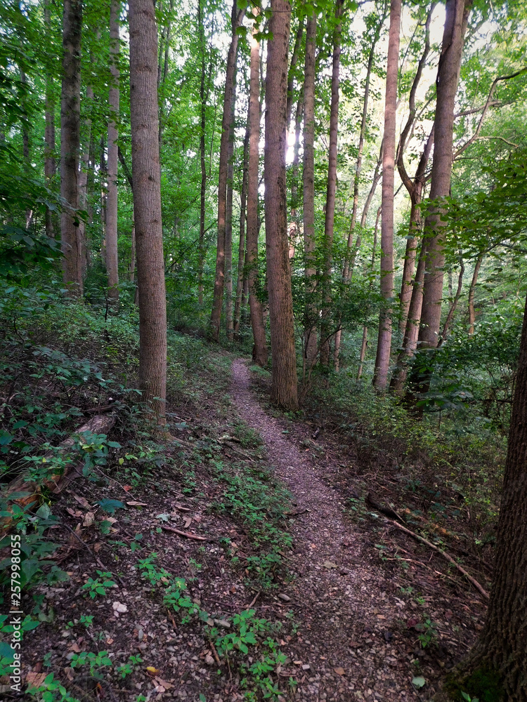 Obraz premium Trail through the woods in the morning light